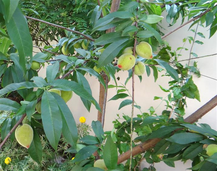 Prunus persica